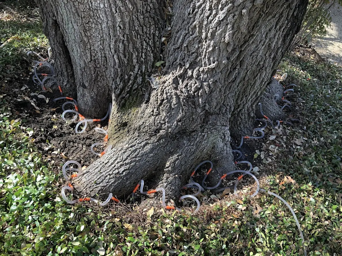 Detailed Tree Cabling and Bracing job site in East Liberty