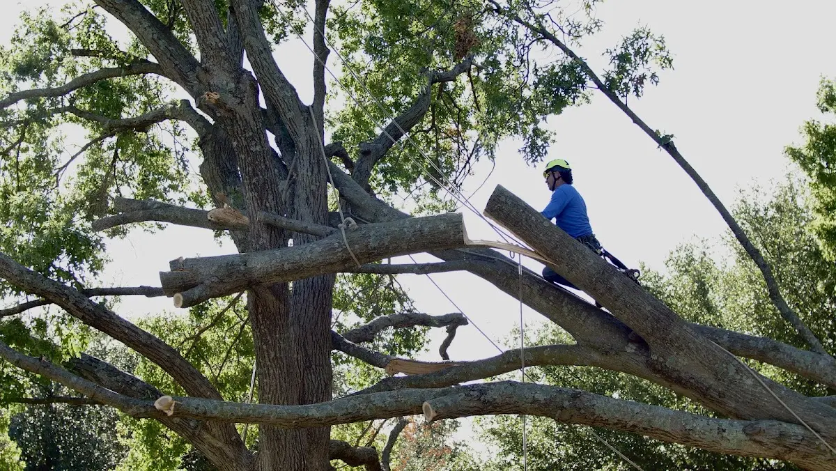 Professional Crown Thinning performed by certified arborists in East Liberty