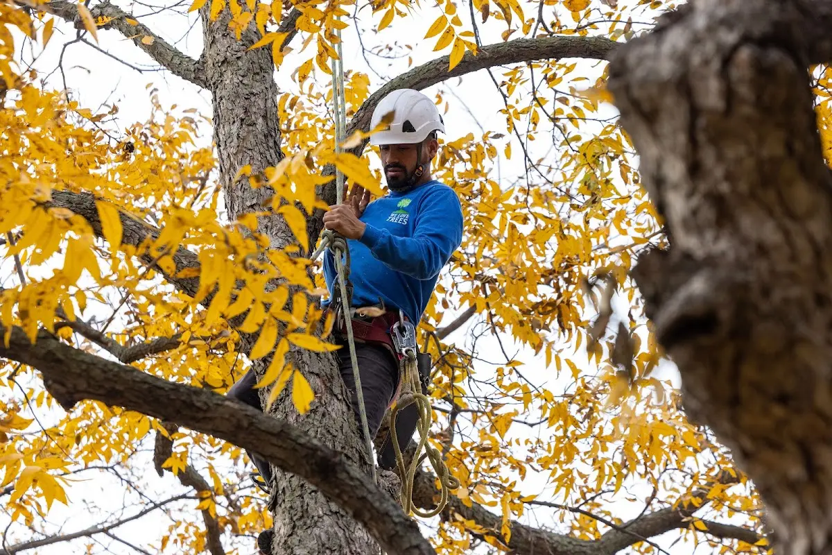 Skilled Tree Pruning crew working in East Liberty